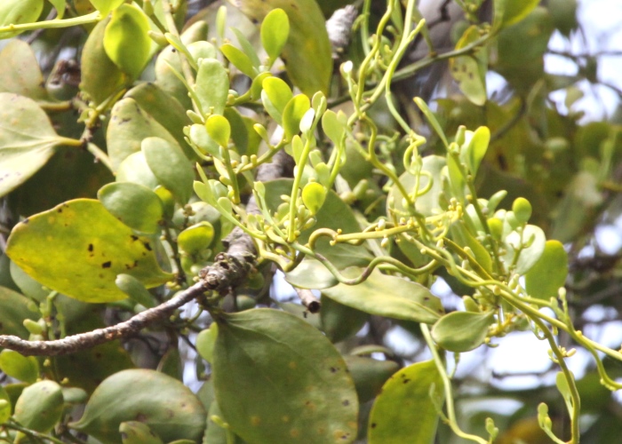 Australian Parasitic Plants Santalaceae